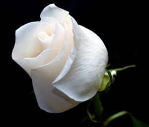  التبييض المهبلي