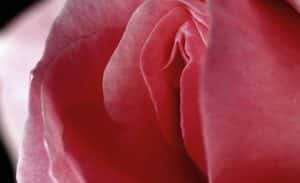 الجراحة التجميلية المهبلية